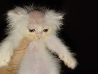 Jasa memecat dengan baik dan benar