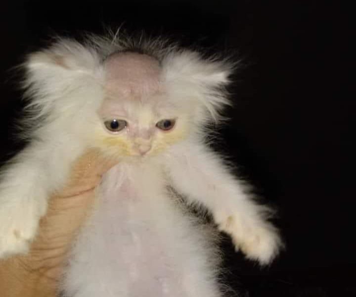 Jasa memecat dengan baik dan benar
